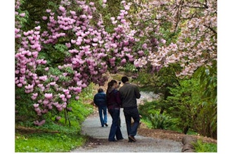 Curator Tour: Rhododendron Glen
